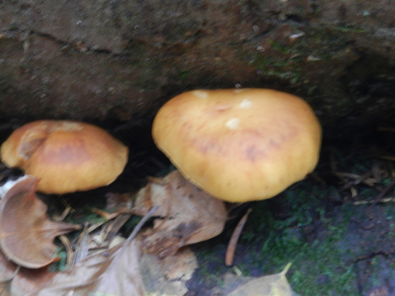 bosco di prevalenza conifere ritr. del 1-11-2011